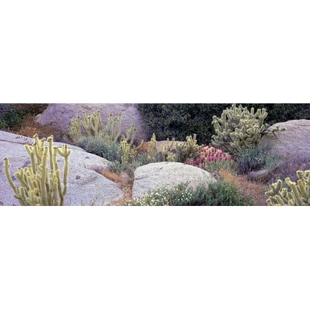 Cactus plants on a rock Anza Borrego Desert State Park Borrego Springs San Diego County California USA Poster