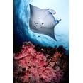 thumbnail image 2 of Peneau, Cedric 11x14 Black Ornate Wood Framed with Double Matting Museum Art Print Titled - Manta and reef, 2 of 4