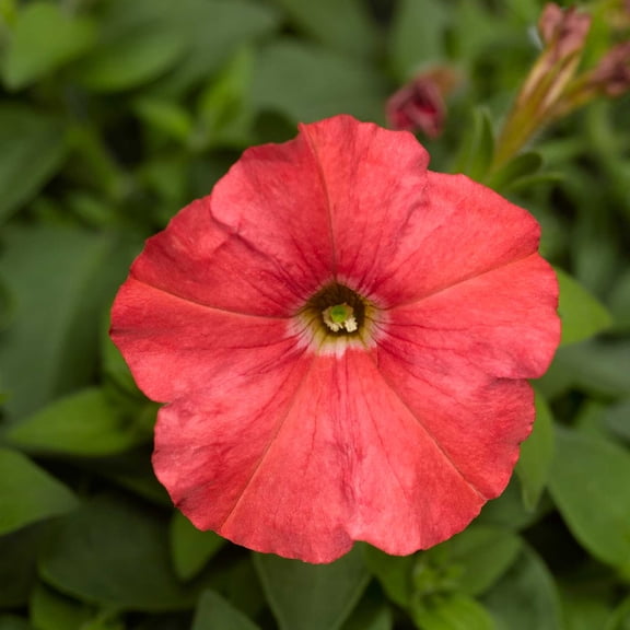 Petunia - Picobella Series Flower Garden Seed - 1000 Pelleted Seeds - Salmon Color Blooms - Annual Petunias - Mini-flowered dwarf plants