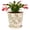 Green Vine, variant on Ceramic Flower Pots for Indoor Plant with Drainage Hole & Saucer | 5.5 Inch Small Ice Crack Plant Pots, Decorative Vintage Planters For Succulent Herb Cactus Mint Basil, Garden Pot For Plant