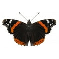 thumbnail image 2 of Butterfly Species Vanessa Atalanta Wall Mural by Wallmonkeys Peel and Stick Graphic (18 in W x 12 in H) WM98563, 2 of 4