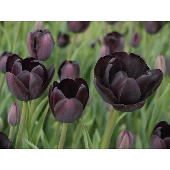 5 Black Tulip Bulbs for Planting - Queen of The Night Tulips - The Blackest Tulips Ships from Iowa, USA