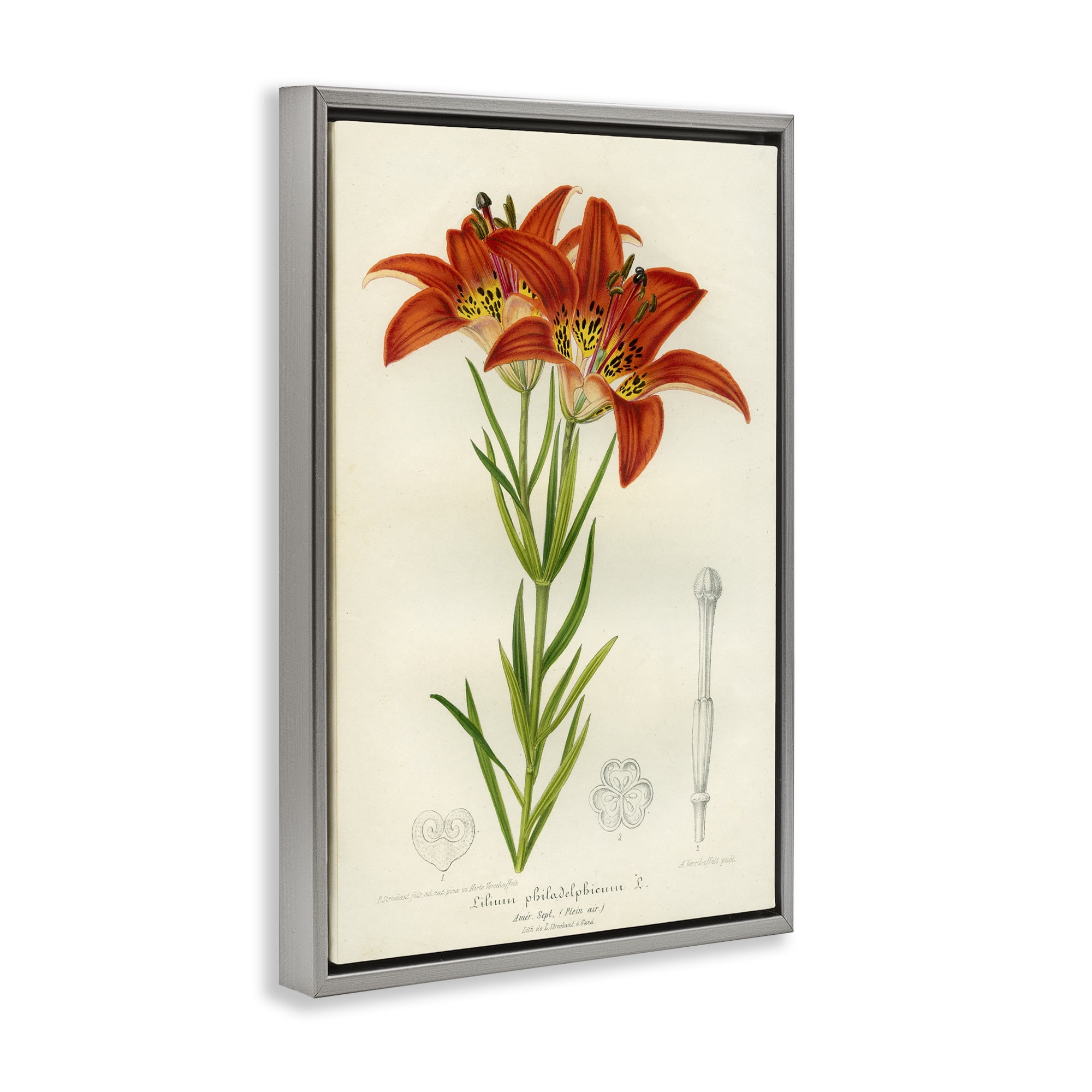Stupell Industries Western Red Lily Gray Framed Floater Canvas Wall Art, design by Print Collection