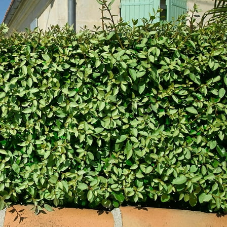 National Plant Network 3 gal Eleagnus 'Silverberry'