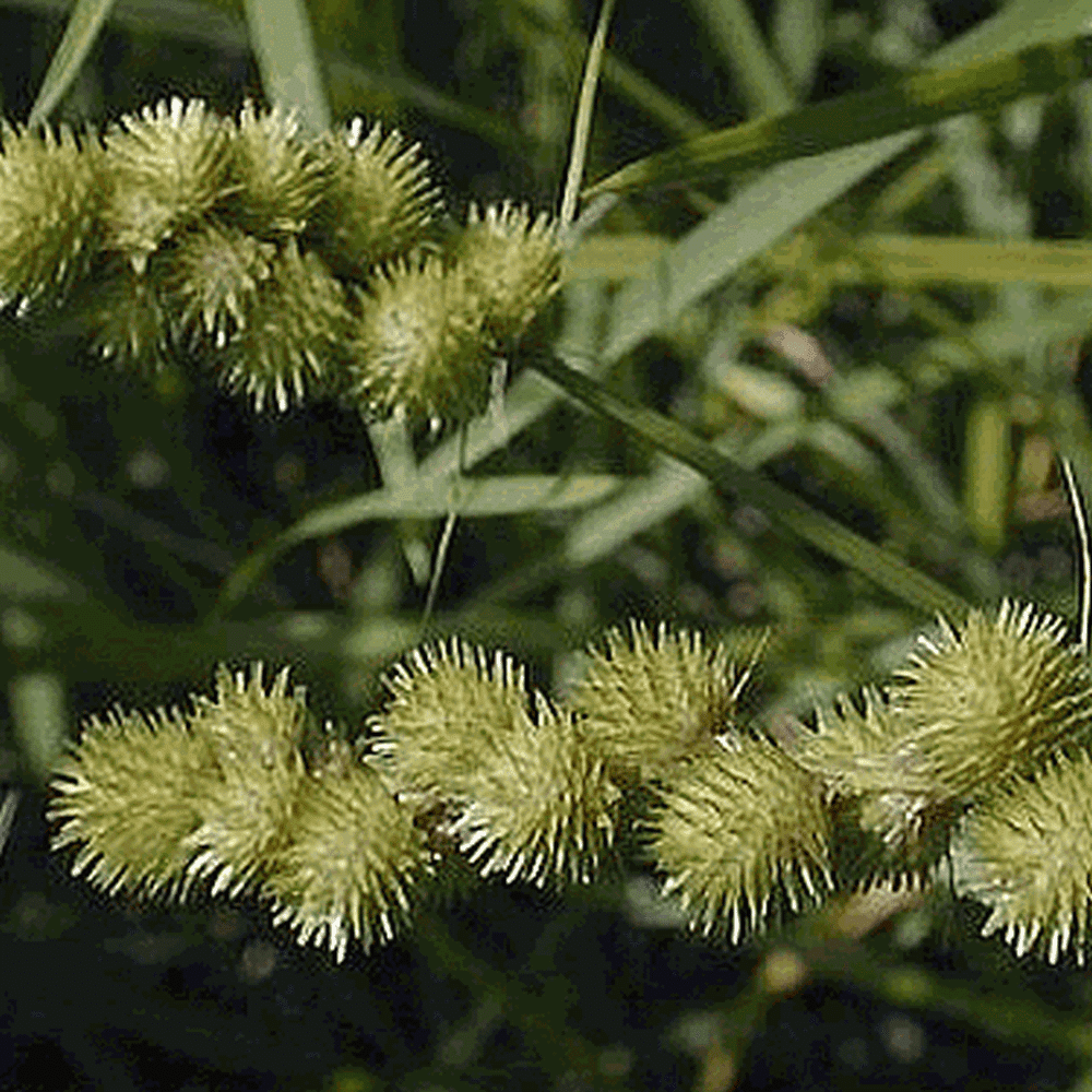 Everwilde Farms - 1 oz Crested Oval Sedge Native Grass Seeds - Gold Vault Bulk Seed Packet