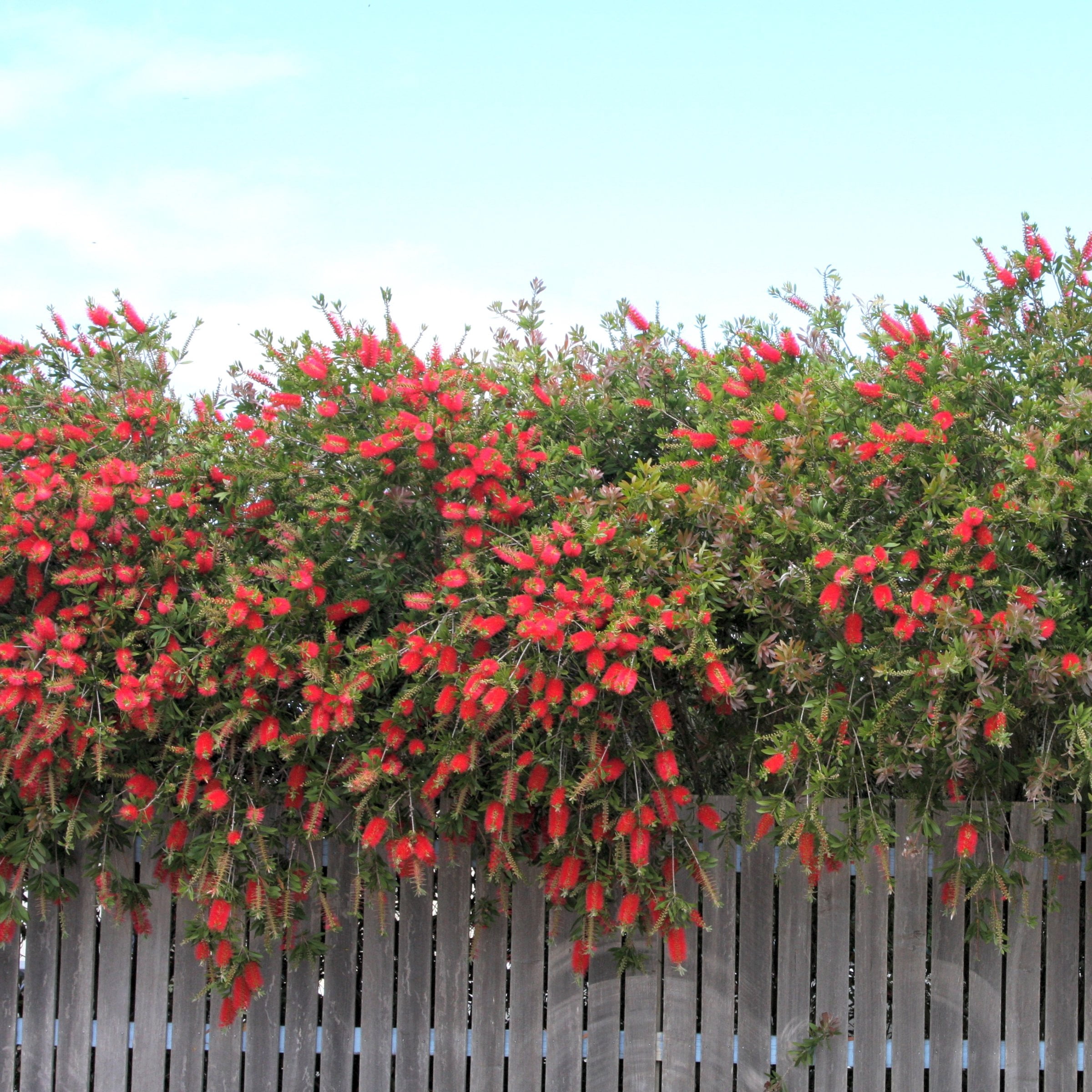 National Plant Network 1 gal Bottlebrush Shrub with Red Flowers