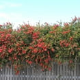 thumbnail image 5 of National Plant Network 1 gal Bottlebrush Shrub with Red Flowers, 5 of 6