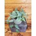 thumbnail image 2 of Epipremnum Pinnatum Cebu Blue, 6" Plant, The Plant Farm, 2 of 2