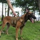 thumbnail image 3 of Arnés táctico para perros ICEFANG GN3 con hebilla 6X Coyote Brown, 3 of 5