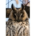 thumbnail image 2 of Pitamitz, Sergio 11x14 White Modern Wood Framed Museum Art Print Titled - Long-eared owl-Asio otus-Kikinda-Serbia, 2 of 4