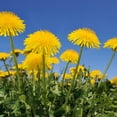 thumbnail image 4 of 4000+ Dandelion Seeds for Planting – Heirloom Non-GMO Taraxacum Officinale Seeds, Easy Grow Wildflower Lawn & Garden, Outdoor Yard Pollinator Friendly, loseedsoo, 4 of 5
