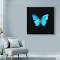 thumbnail image 3 of Trademark Fine Art 'Blue Butterfly On Black' Canvas Art by Tom Quartermaine, 3 of 3