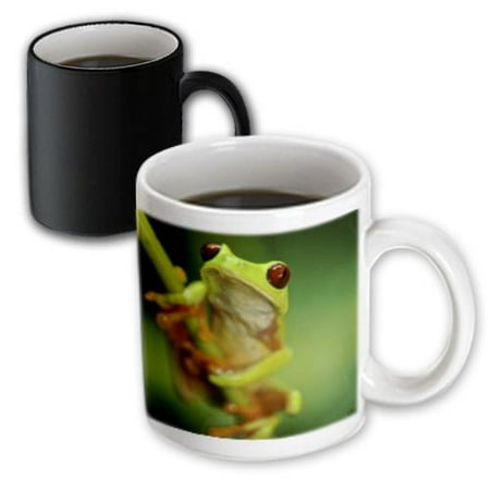 - 3dRose Bullmastiff, Magic Transforming Mug, 11oz