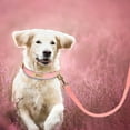 thumbnail image 4 of Didog Genuine Leather Dog Leash Walking Leash with Soft Handle Heavy Duty for Medium Large Dogs, 4 of 5