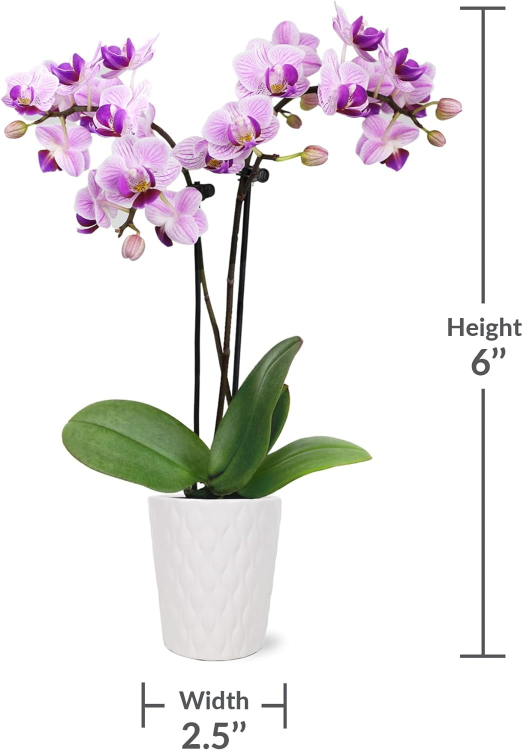 Just Add Ice 6-10" Pink Mini Orchid Live Plant in 2.5" White Ceramic Pot, House Plant