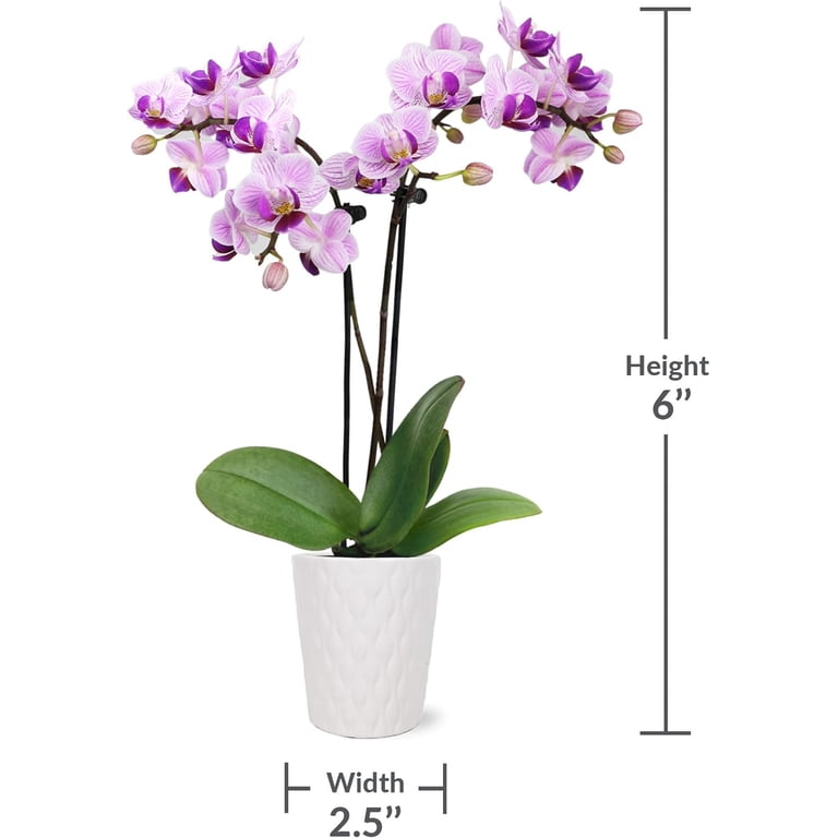 indoor planter with saucer 4.5in Tall Odense White Indoor Ceramic Pot with Saucer, Set of 4