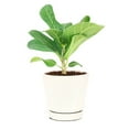 thumbnail image 1 of Ficus Audrey (4" Minimalist Pot) - Fiddle Leaf Fig - Air purifying Indoor Plant - Easy to Care Houseplant for Beginners - Best Houseplant for Home Office Decoration, 1 of 5