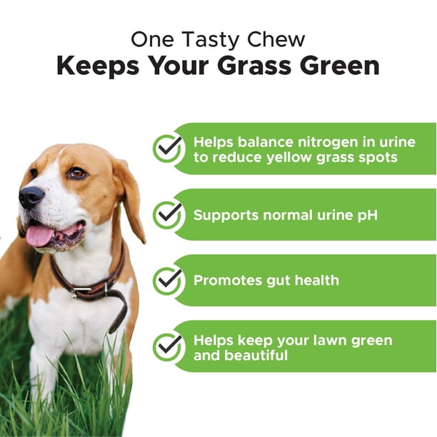 How To Keep Grass Healthy With Dogs