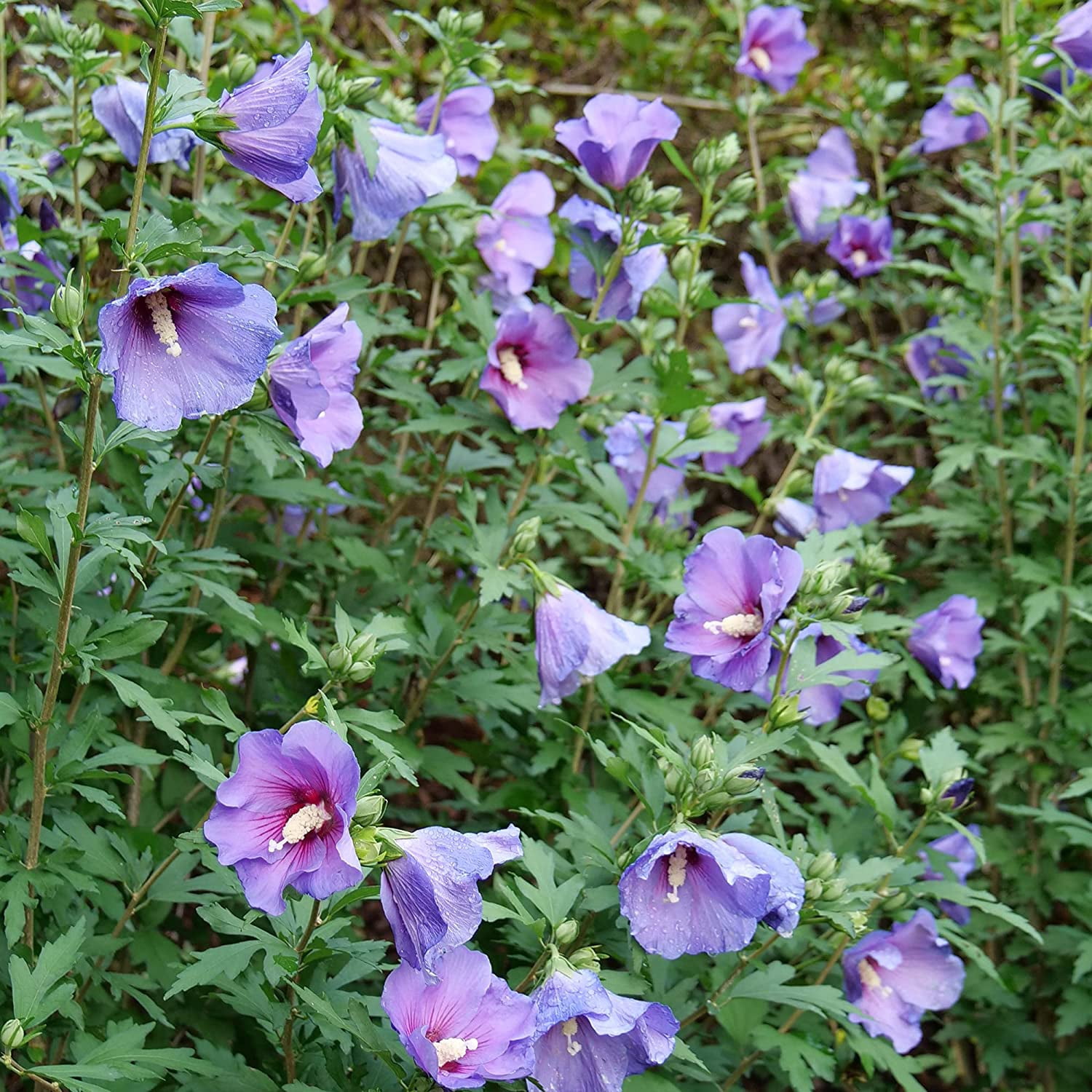 Proven Winners ColorChoice Paraplu Violet Hibiscus Live Shrub (2 Gallon)
