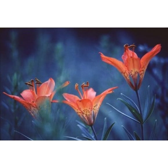 Alberta, Jasper National Park Wood lily flowers Poster Print by Jaynes Gallery (36 x 24)