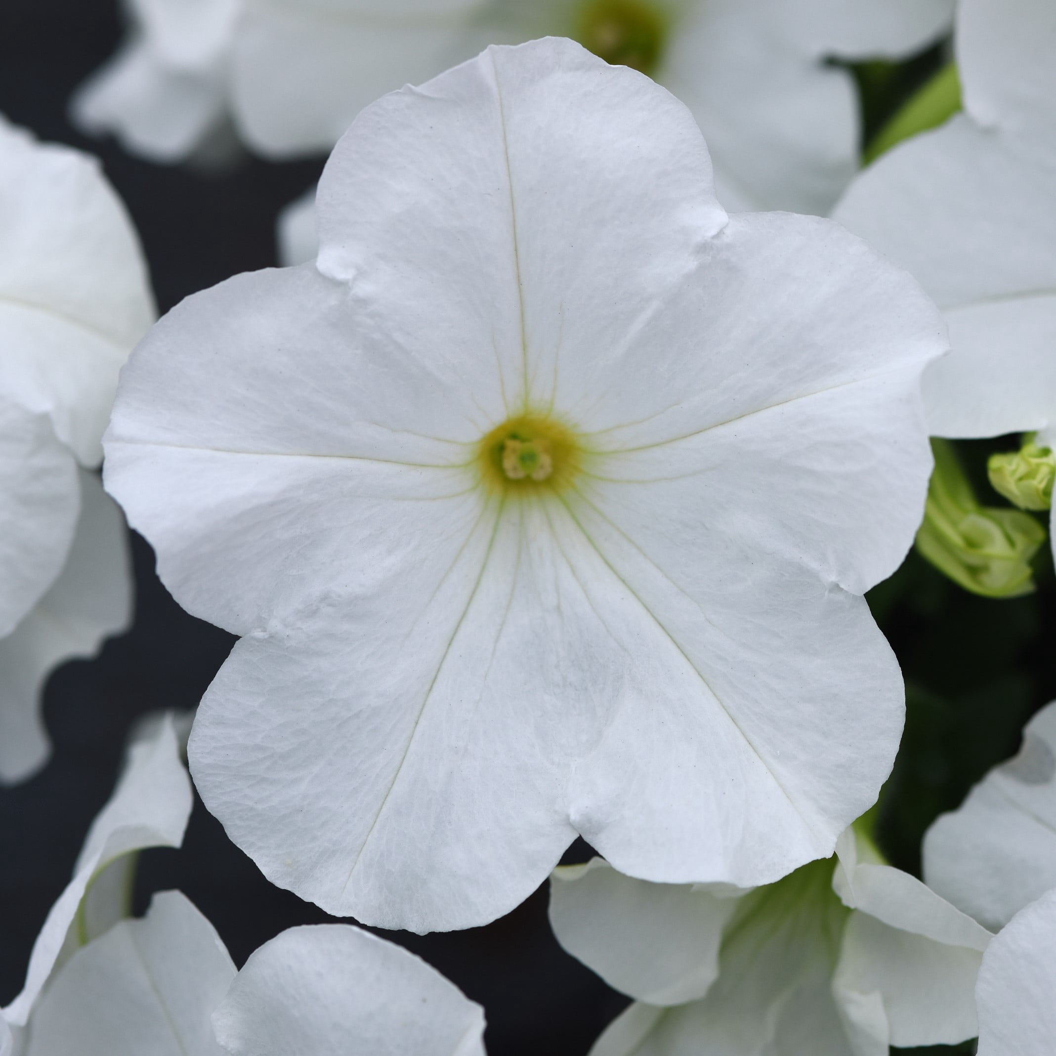 Expert Gardener 4-pack White Petunia Annual Flowers Outdoor Live Plants