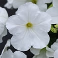 thumbnail image 4 of Expert Gardener 4-pack White Petunia Annual Flowers Outdoor Live Plants, 4 of 8