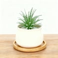 thumbnail image 1 of Arrangement Rustique Moderne Réaliste de Succulentes pour Bureau à Domicile, 1 of 3