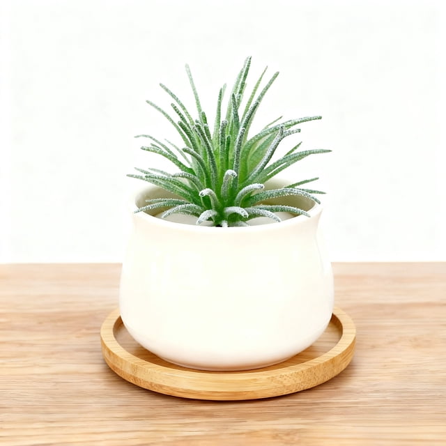 Arrangement Rustique Moderne Réaliste de Succulentes pour Bureau à Domicile