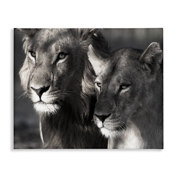 Stupell Industries Strong Lion & Lioness Animals & Insects Photography Gallery Wrapped Canvas Art Print Wall Art, 20 x 16