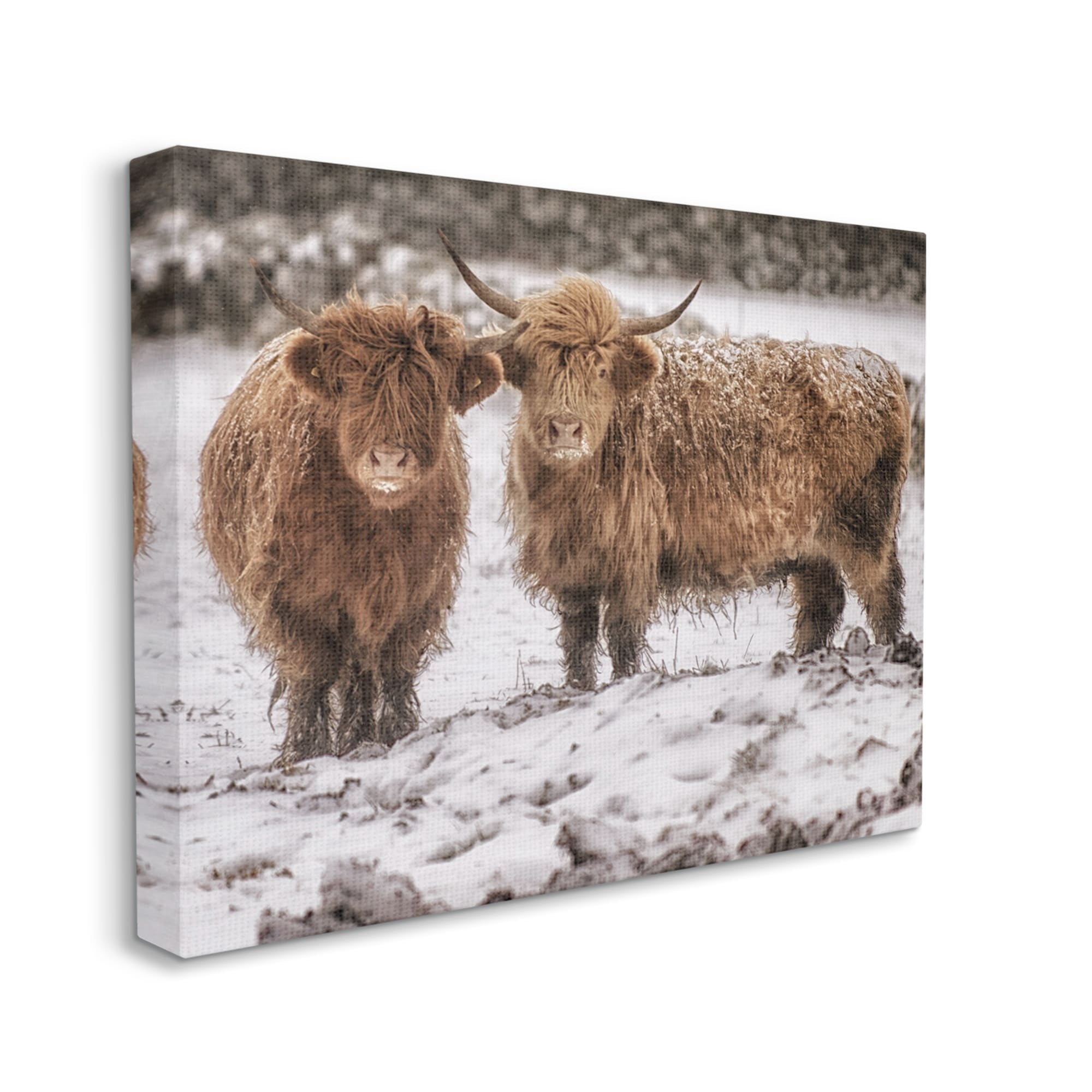 Stupell Industries Snow Dusted Highland Cattle Niveous Nature Landscape Photograph Gallery Wrapped Canvas Print Wall Art, Design by James Dobson