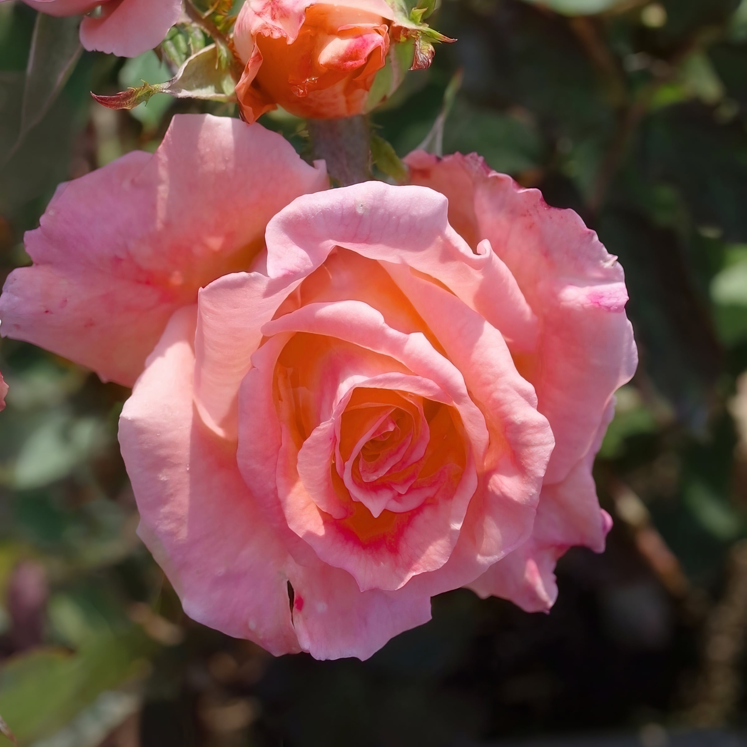 Bare Root Cherish Rose (2-Pack)