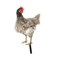 thumbnail image 2 of Adorno de césped para gallina, letrero para porche, de gallo, estaca para patio, estatua de jardín para pollo Estilo D, 2 of 8