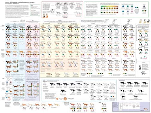 Cat Coat Patterns Chart