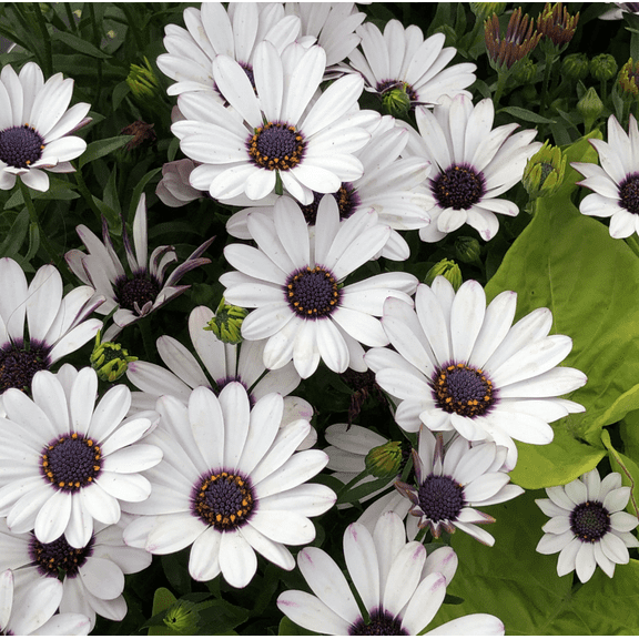 60 Seeds White Cape Daisy Seeds for Planting, Osteospermum Seeds Bright Perennial Blooms, Easy to Grow Perennial for Gardens