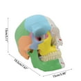TIERPOP Human Anatomical Model Model Medical Teaching Removable Cap for