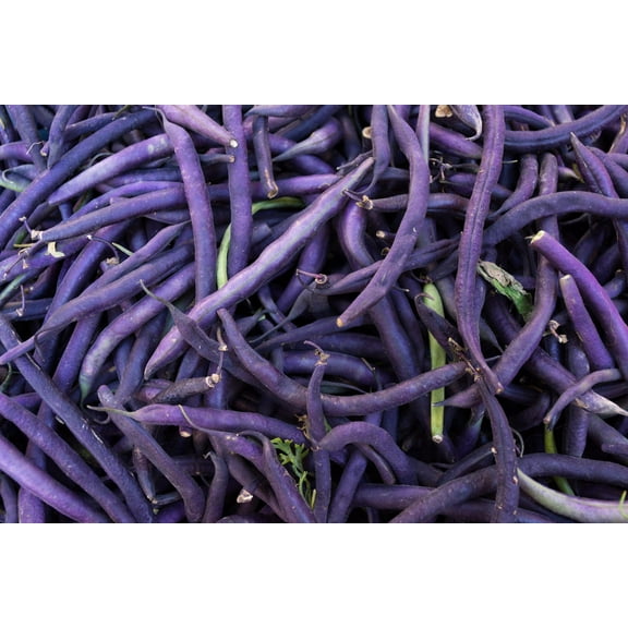 Purple Queen Bush Bean Premium Seeds for Planting Packet