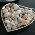 thumbnail image 4 of Sea Shells Mixed Beach Assorted Seashells, Various Sizes Natural Ocean Beach Seashells for Beach Themed Party DIY Crafts Jewelry Making Fishtank Vase Fillers Home Wedding Decorations (50), 4 of 9