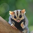 thumbnail image 4 of Raindrops Pet Supply Sugar Glider Traction Rope 1 Set Black Sturdy for Little Pets with Wool and Polyester Material, 4 of 6