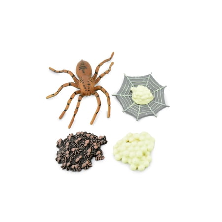 Spider, Life Cycle of a Wolf Spider, 4 Stages, Museum Quality, Hand Painted, Rubber Bug, Figure, Model, Realistic, Educational, Gift, 3" CH476 BB150