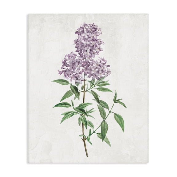 Stupell Industries Transitional Lilac Blossoms Blooms Canvas Art, 16 x 20, by Kim Allen