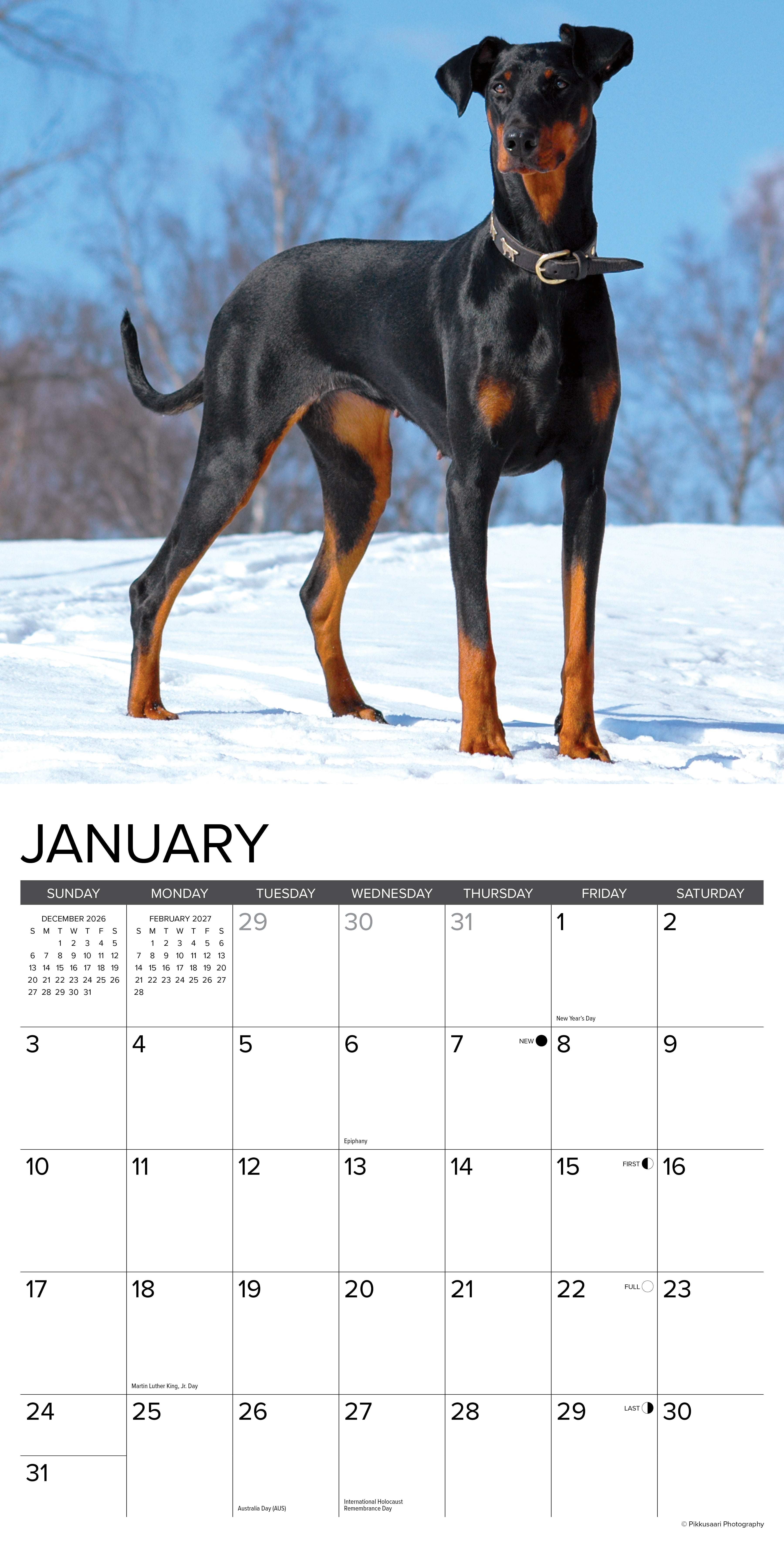 Willow Creek Press, Doberman Pinschers 2027 Wall Calendar