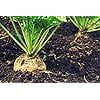 thumbnail image 4 of Sugar Beet Seeds for Planting - 100+ Non-GMO Heirloom Seeds, Beta vulgaris, Perfect for Home Gardens & Gifts, 4 of 7