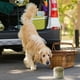 thumbnail image 4 of Recipiente hermético para golosinas para perros al aire libre. Envase hermético para alimentos para mascotas. Botella para golosinas., 4 of 4