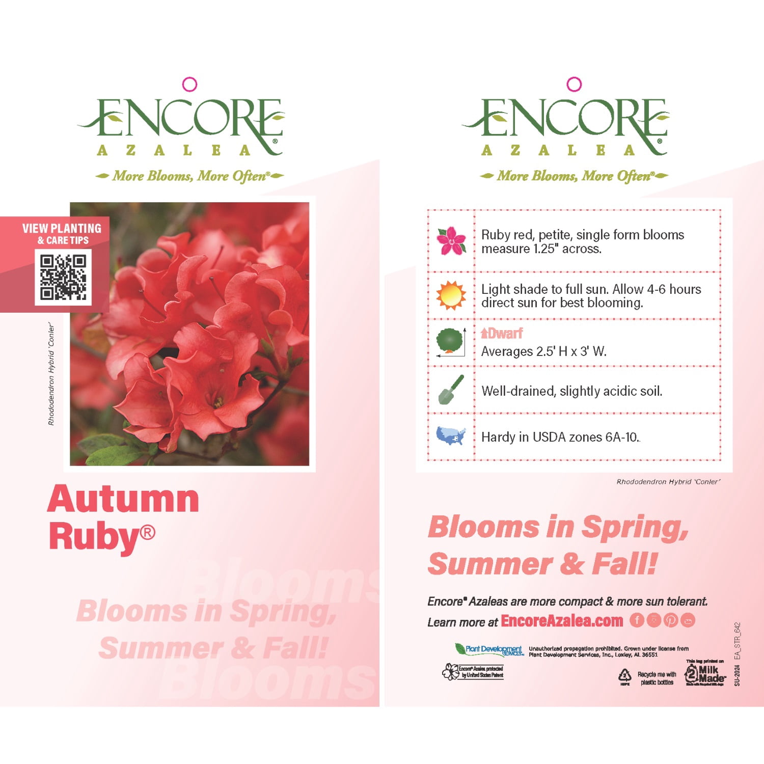 Encore Azalea Autumn Ruby Live Shrub in 2-Gallon Grower Pot