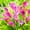 C, variant on Calla lily, Low Maintenance - Easy Grow - Ideal for Beds Borders, Plant Pots & Planters