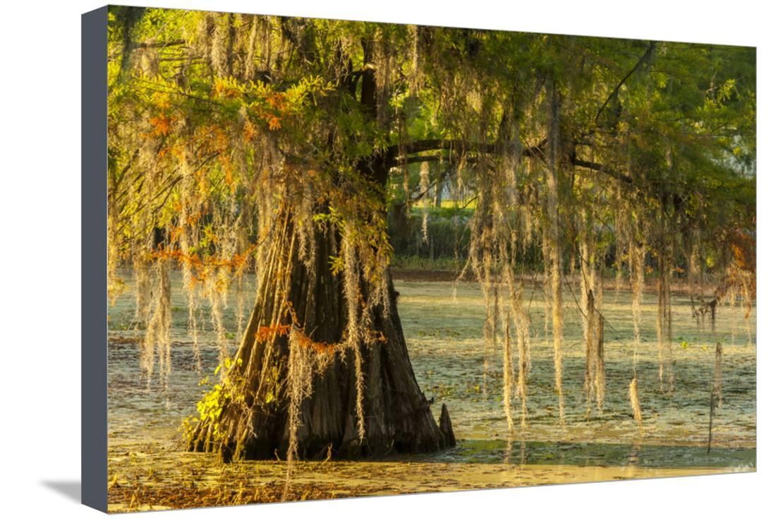 Louisiana, Lake Martin. Cypress Tree in Swamp, Botanical Scenic Gallery