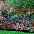 thumbnail image 6 of 1 Gallon Heuchera Raspberry Sea, 6 of 11