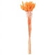 thumbnail image 3 of 60 Piezas de Flores Secas de OtoñO Colas de Conejo Flores Secas Lagurus Ovatus Hierba de Cola de Conejo para Flores Secas (Naranja), 3 of 5