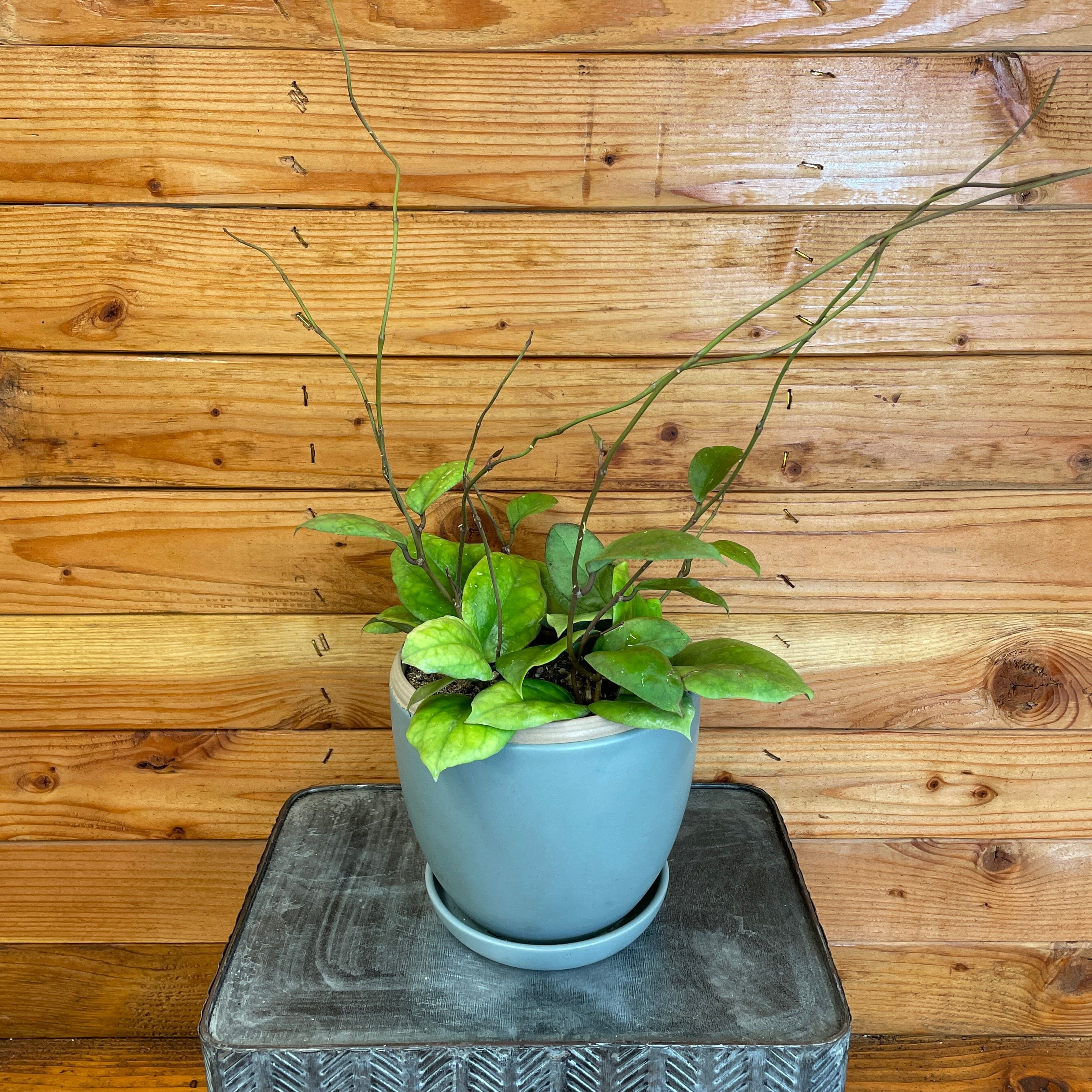 Hoya Viola, 6" Plant
