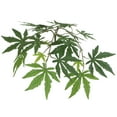 thumbnail image 2 of Vickerman 4' Artificial Japanese Maple Bush in a Rattan Basket -TBU1840-0414, 2 of 2